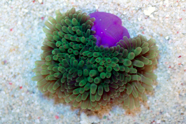 Bright Green Bubble Anemone - Purple Base - Entacmaea